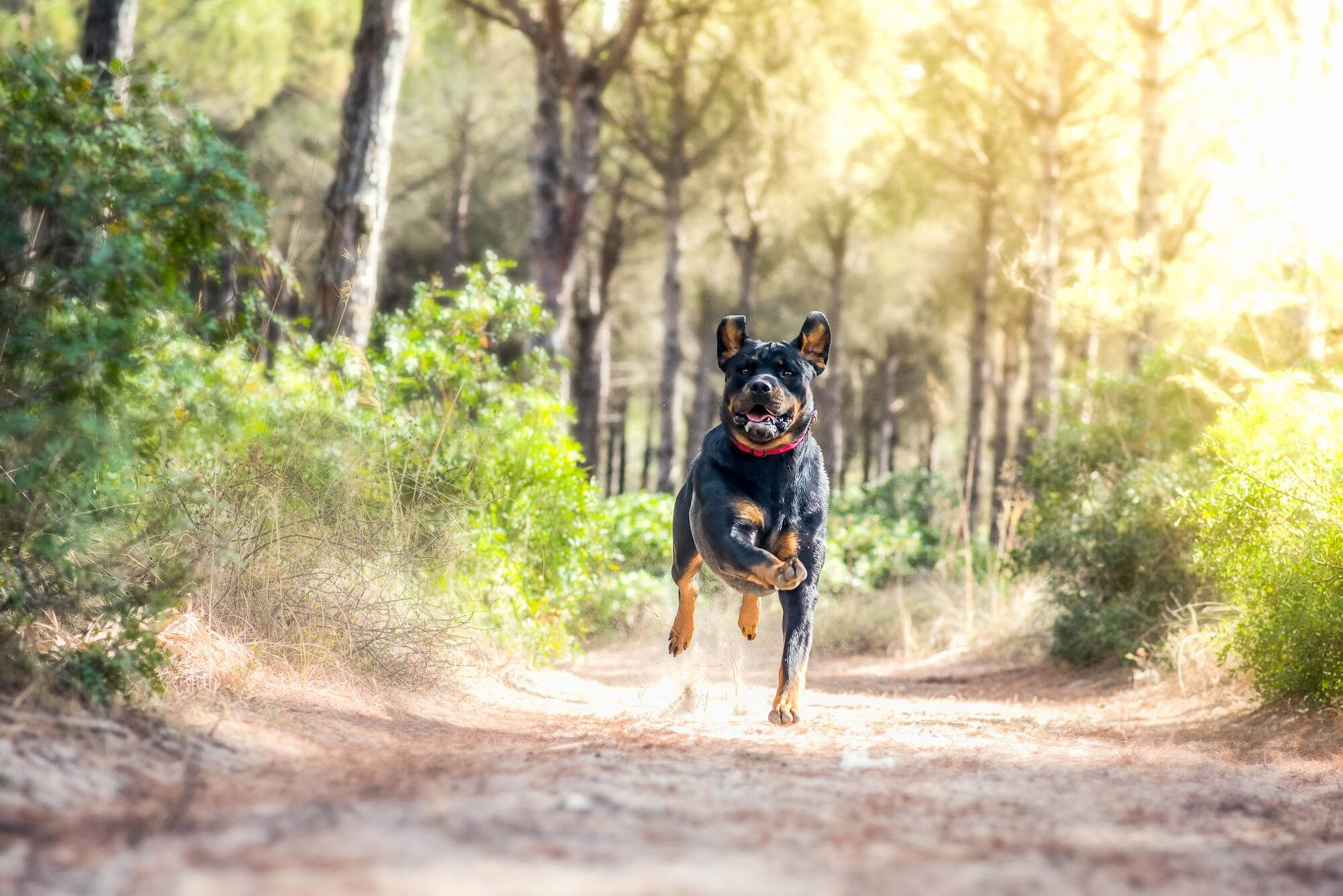 Veterinarian in Garland, TX